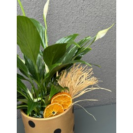 PUANTİYELİ VAZODA SPATİFİLYUM ÇİÇEĞİ